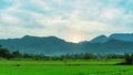 Rice fields with mountainous landscape Royalty Free Stock Photo