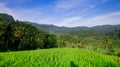 Rice fields, mountains and blue sky