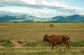 Rice fields, mountains and cow on clouds sky : Thailand Royalty Free Stock Photo