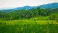 Rice fields in the mountains, Mount Slamet Royalty Free Stock Photo