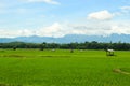 Rice fields, mountains, sky soft and blur Royalty Free Stock Photo