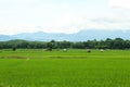 Rice fields, mountains, sky soft and blur Royalty Free Stock Photo