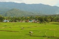 Rice fields, mountains, sky soft and blur Royalty Free Stock Photo