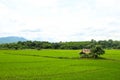 Rice fields, mountains, sky soft and blur Royalty Free Stock Photo
