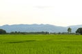 Rice fields, mountains, sky soft and blur Royalty Free Stock Photo