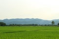 Rice fields, mountains, sky soft and blur Royalty Free Stock Photo