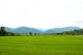 Rice fields, mountains, sky soft and blur Royalty Free Stock Photo