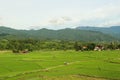 Rice fields, mountains, sky soft and blur Royalty Free Stock Photo