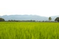 Rice fields, mountains, sky soft and blur Royalty Free Stock Photo