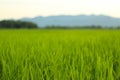 Rice fields, mountains, sky soft and blur Royalty Free Stock Photo