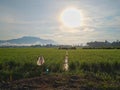 Rice fields, mountains and sun Royalty Free Stock Photo