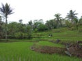 rice fields move in a beautiful village Royalty Free Stock Photo