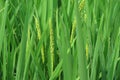 Rice fields, the movie