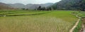 Rice fields in myanmar