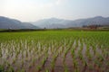 Rice fields in myanmar