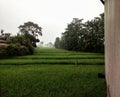 Rice fields n cianjur Indonesia