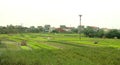 Rice fields near Hanoi - Royalty Free Stock Photo