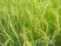 Rice fields near harvest colors.