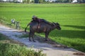 Rice fields near Hoi An. Vietnamese farmer resting lying on the back of a buffalo Royalty Free Stock Photo