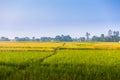 Rice fields, Nepal Royalty Free Stock Photo