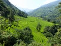 Rice fields, Nepal Royalty Free Stock Photo