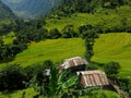 Rice fields in Nepal Royalty Free Stock Photo
