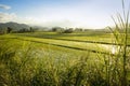 Rice fields northern luzon the philippines Royalty Free Stock Photo