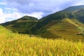 Rice fields in Northern of Vietnam