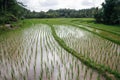 Rice fields overflowed by water with small pathways for workers to walk through Royalty Free Stock Photo