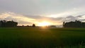 Rice fields or paddy fields in the morning after sunrise in Indonesia