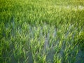 Rice fields paddy green farmer. Royalty Free Stock Photo