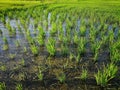 Rice fields paddy green farmer. Royalty Free Stock Photo