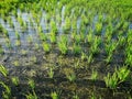Rice fields paddy green farmer. Royalty Free Stock Photo