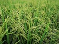 Rice fields paddy green farmer. Royalty Free Stock Photo