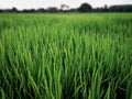 Rice fields paddy green farmer. Royalty Free Stock Photo