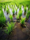 Rice fields paddy green farmer. Royalty Free Stock Photo