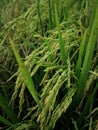 Rice fields paddy green farmer. Royalty Free Stock Photo