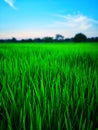 Rice fields paddy green farmer. Royalty Free Stock Photo
