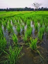 Rice fields paddy green farmer. Royalty Free Stock Photo
