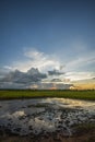 Rice fields rice paddyÃ¢â¬â¢s damaged by heavy rain and flooding causing damage and crop loss Royalty Free Stock Photo