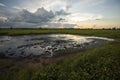 Rice fields rice paddyÃ¢â¬â¢s damaged by heavy rain and flooding causing damage and crop loss Royalty Free Stock Photo