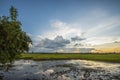 Rice fields rice paddyÃ¢â¬â¢s damaged by heavy rain and flooding causing damage and crop loss Royalty Free Stock Photo