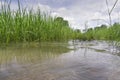 Rice fields rice paddyÃ¢â¬â¢s damaged by heavy rain and flooding causing damage and crop loss Royalty Free Stock Photo