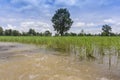 Rice fields rice paddyÃ¢â¬â¢s damaged by heavy rain and flooding causing damage and crop loss Royalty Free Stock Photo