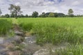 Rice fields rice paddyÃ¢â¬â¢s damaged by heavy rain and flooding causing damage and crop loss Royalty Free Stock Photo