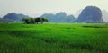 Rice fields before Perfume Pagoda in Hanoi