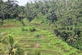 Rice Fields