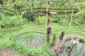 Rice Fields