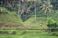 Rice Fields