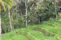 Rice Fields